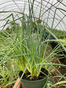 Allium Chives