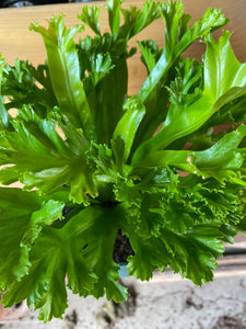 Birds Nest Fern ‘Crissie’