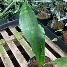 Load image into Gallery viewer, Sansevieria masoniana Whale Fin Snake Plant
