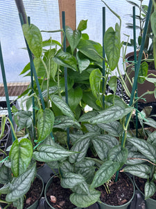 Monstera siltipicana Silver Monstera