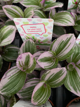 Load image into Gallery viewer, Traescantia Nanouk
