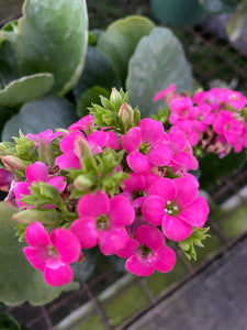 Florist Kalanchoe