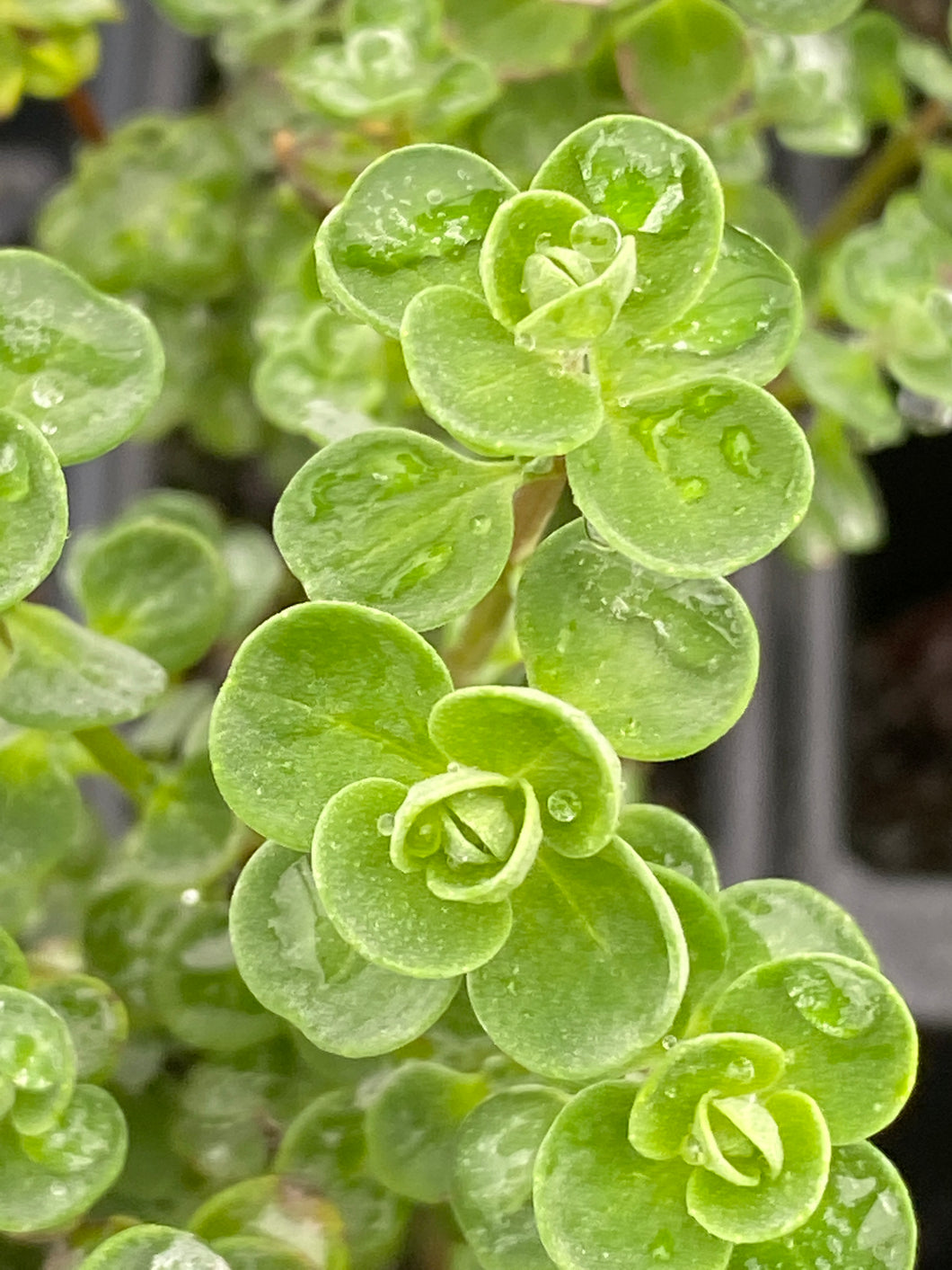 Origanum Sweet Majoram