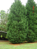 Thuja Green Giant