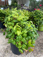 Nandina Firepower