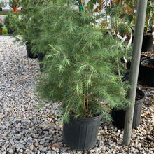 Load image into Gallery viewer, Cedrus deodar Deodar Cedar
