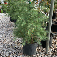 Cedrus deodar Deodar Cedar