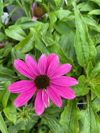 Echinacea Pow Wow Wildberry