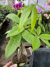 Load image into Gallery viewer, Pachira aquatica Money Tree 4”
