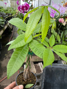 Pachira aquatica Money Tree 4”