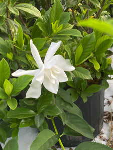 Gardenia Kliems Hardy