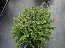 Load image into Gallery viewer, Ilex Helleri Holly
