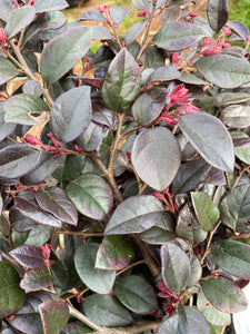 Loropetalum ‘Cerise Charm’