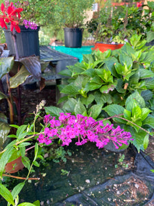 Buddliea Royal Red