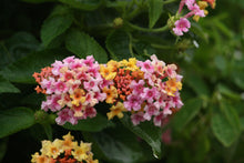Load image into Gallery viewer, Lantana
