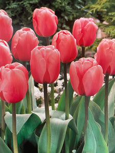Tulip Darwin Hybrid Pink 10 count