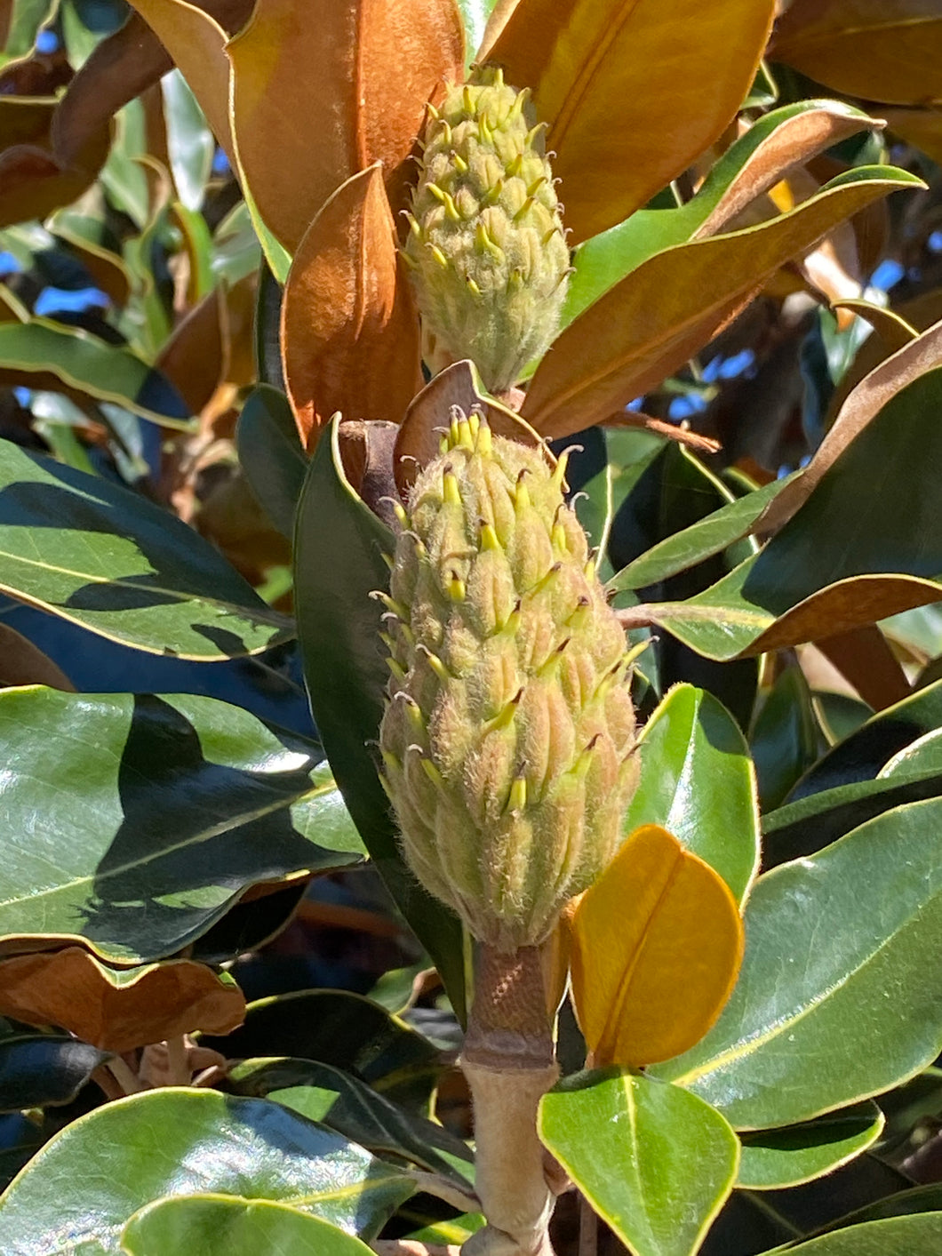 Bracken's Brown Beauty Magnolia