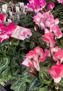 Cyclamen