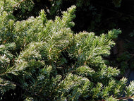 Juniperus Blue Pacific