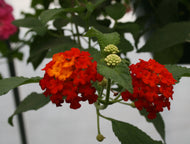 Lantana