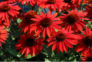 Echinacea Sombrero Poco Hot Coral (Coneflower)