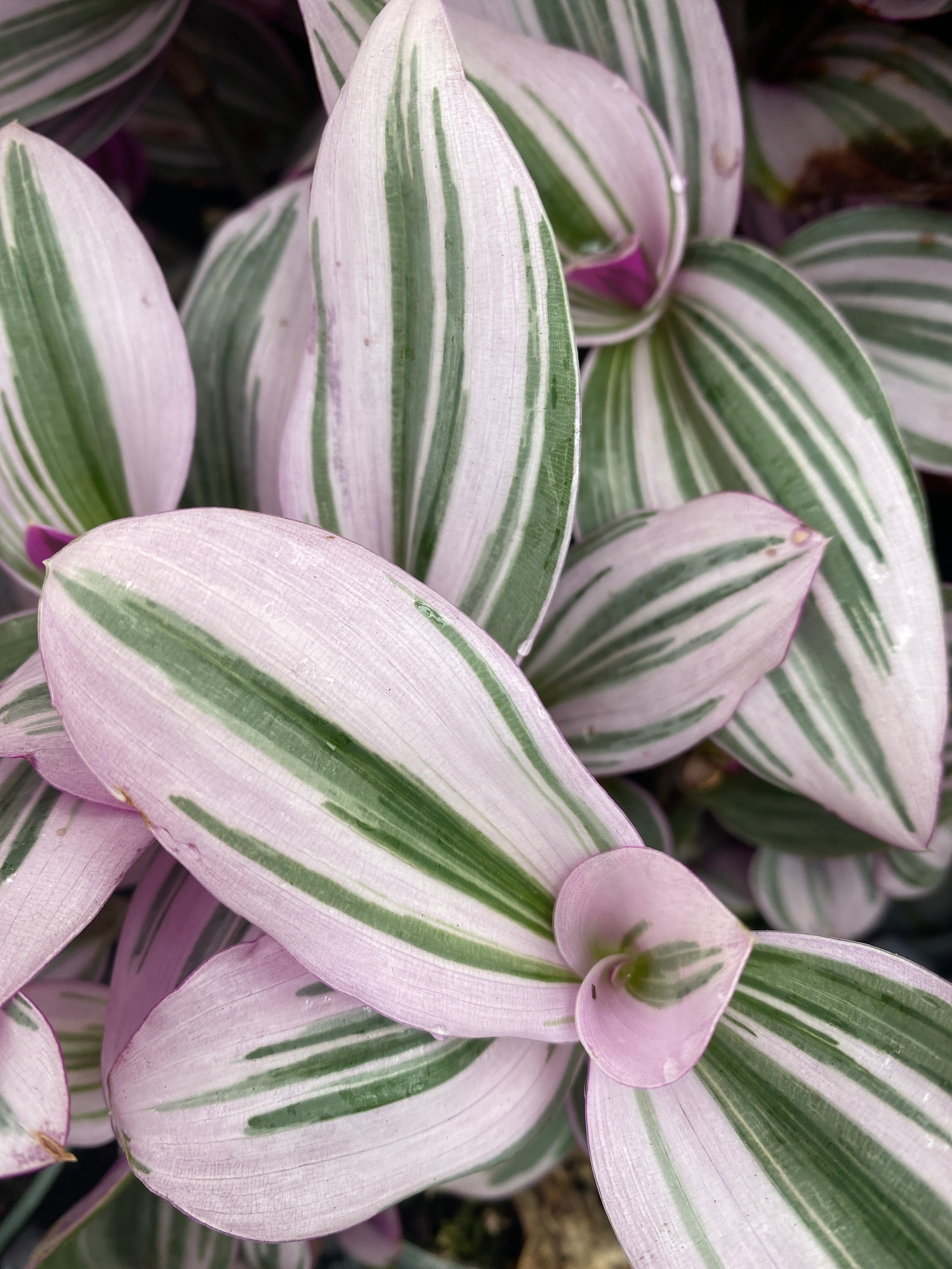 bubblegum succulent Bubble Gum Tradescantia blossfeldiana cerinthoides variegata – Franklin Brothers Nursery