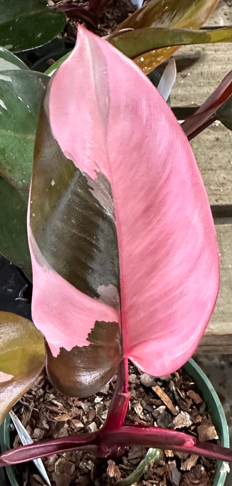 pink princess philodendron philodendron erubescens Philodendron erubescens 'Pink Princess' – Franklin Brothers Nursery