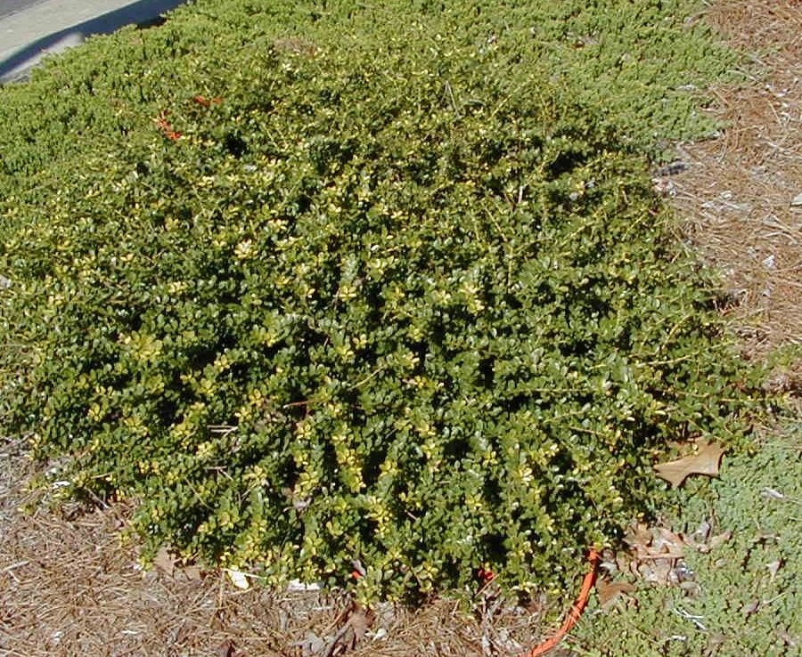 Ilex Helleri Holly – Franklin Brothers Nursery