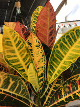 Load image into Gallery viewer, Croton
