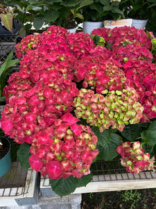 Florist Hydrangea