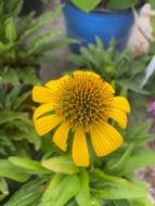 Sombrero® Sangrita - Coneflower - Echinacea hybrid