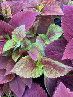 Sun Coleus