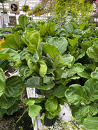 Ficus lyrata Fiddle Leaf Fig