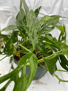 Monstera adansonii Swiss Cheese Plant