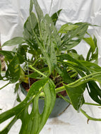 Monstera adansonii Swiss Cheese Plant