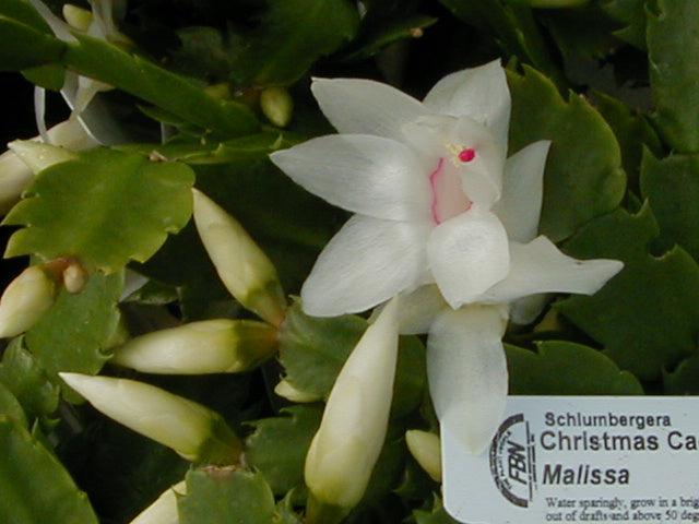 Christmas Cactus