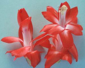 Christmas Cactus