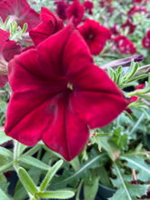 Load image into Gallery viewer, Wave Petunia
