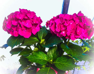 Florist Hydrangea-Merritts Supreme