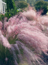 Load image into Gallery viewer, Pink Muhly grass
