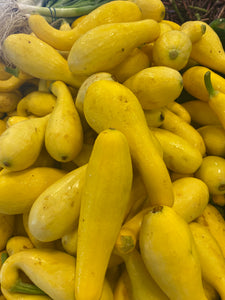 Squash Early Summer Crookneck