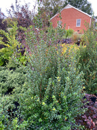 Ilex 'Steeds