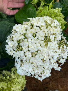 Hydrangea arborescens Annabelle