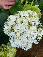 Hydrangea arborescens Annabelle