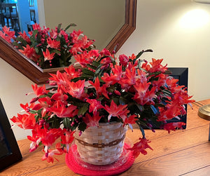 Christmas Cactus