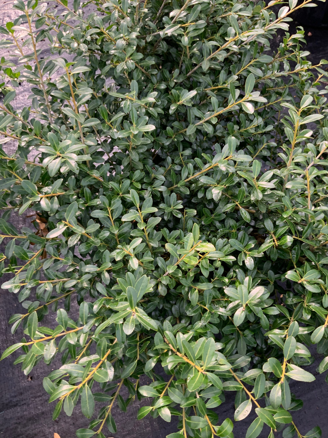Osmanthus fragrans