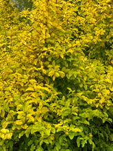 Load image into Gallery viewer, Sunshine Ligustrum
