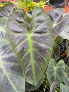 Colocasia esculenta 'Aloha' PP 29,692