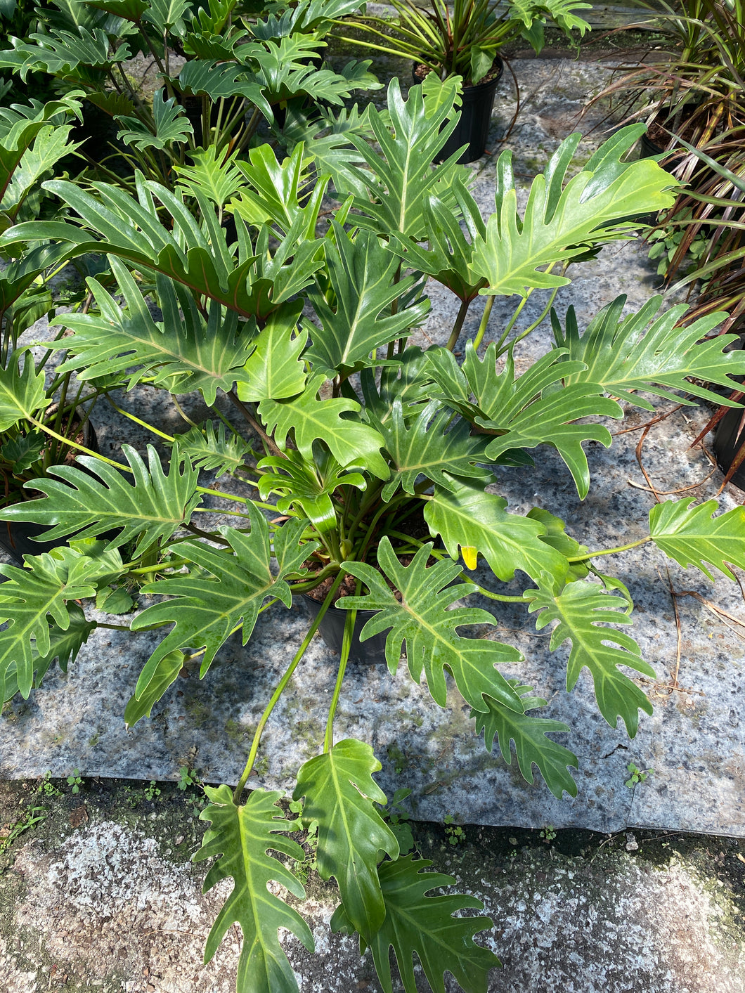 Philodendron selloum