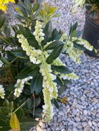 Pieris japonica 'Temple Bells'